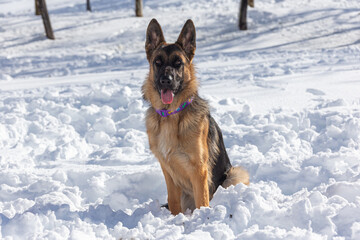 German Shepherd breed dog playing in the snow after the storm Filomena in Madrid.