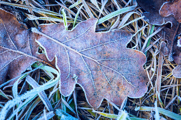 Oak leaf and green grass in hoarfost