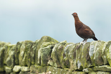 Red Grouse, Lagopus lagopus scotica