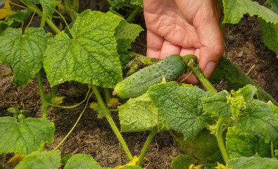 Cucumber plants in the organic garden. Cucumber, the leaves, a female hand lifting the plant, sandy soil. Organic farming concept.