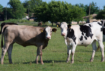 Fototapeta na wymiar Calves in rural areas