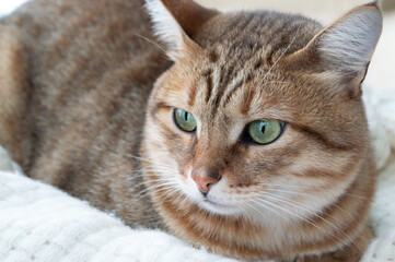 Brown tabby cat with green eyes