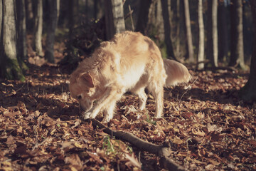 Naklejka na ściany i meble dog in autumn wood