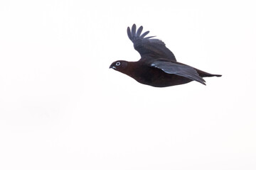 Red Grouse, Lagopus lagopus scotica