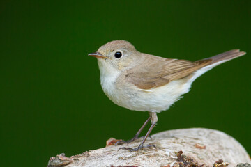 Kleine Vliegenvanger, Red-breasted Flycatcher, Ficedula parva