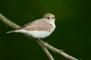 Kleine Vliegenvanger, Red-breasted Flycatcher, Ficedula parva
