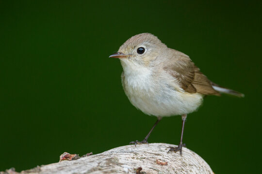 Kleine Vliegenvanger, Red-breasted Flycatcher, Ficedula parva