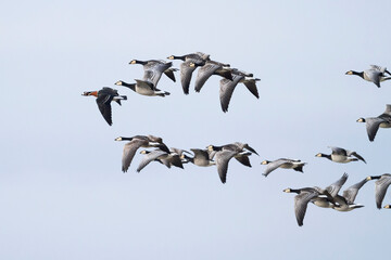 Roodhalsgans, Red-breasted Goose, Branta ruficollis