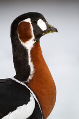 Roodhalsgans, Red-breasted Goose, Branta ruficollis