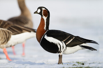 Roodhalsgans, Red-breasted Goose, Branta ruficollis