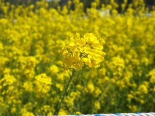 field of yellow flowers