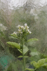 Rośliny za szybą szklarni © Ianu Arius