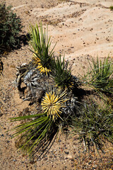 Pustynna roślinność Arizona, USA
