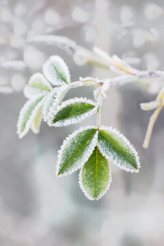 Photo frost winter garden leaf rose bush protection december snow
