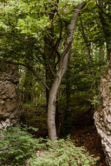 Drzewo rosnące między dwoma skałami