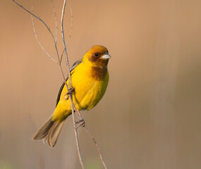 Bruinkopgors, Red-headed Bunting, Emberiza bruniceps