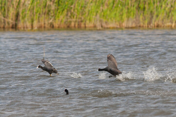 Knobbelmeerkoet, Red-knobbed Coot, Fulica cristata