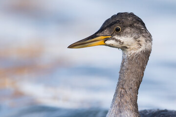Roodhalsfuut, Red-necked Grebe, Podiceps grisegena grisegena © AGAMI