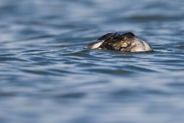 Roodhalsfuut, Red-necked Grebe, Podiceps grisegena grisegena
