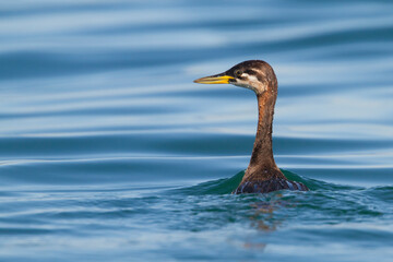 Fototapeta premium Roodhalsfuut, Red-necked Grebe, Podiceps grisegena grisegena