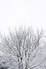 Fototapeta na wymiar lonely snowy tree shrouded in mist. Minimalist view