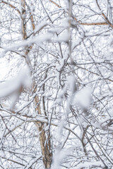 lonely snowy tree shrouded in mist. Minimalist view
