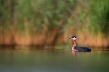 Roodhalsfuut, Red-necked Grebe, Podiceps grisegena grisegena