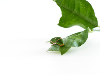 Caterpillar with leaves isolated on white