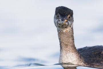 Roodhalsfuut, Red-necked Grebe, Podiceps grisegena grisegena © AGAMI