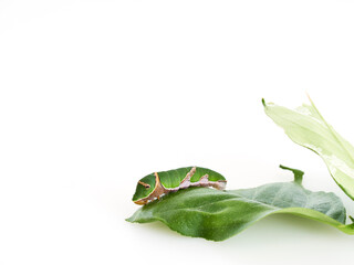Caterpillars with leaves isolated on white