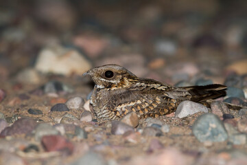 Moorse Nachtzwaluw, Red-necked Nightjar, Caprimulgus ruficollis