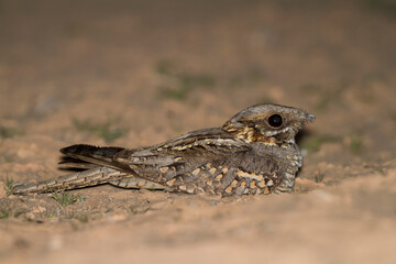 Moorse Nachtzwaluw, Red-necked Nightjar, Caprimulgus ruficollis