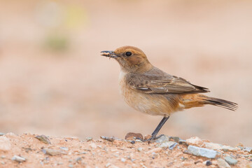 Roodstuittapuit, Red-rumped Wheatear, Oenanthe moesta moesta