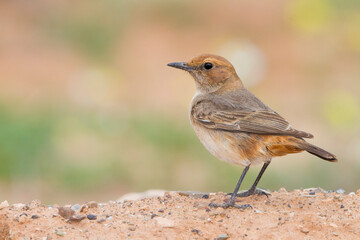 Roodstuittapuit, Red-rumped Wheatear, Oenanthe moesta moesta