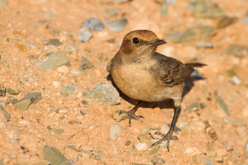 Roodstuittapuit, Red-rumped Wheatear, Oenanthe moesta moesta