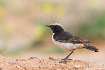 Roodstuittapuit, Red-rumped Wheatear, Oenanthe moesta moesta