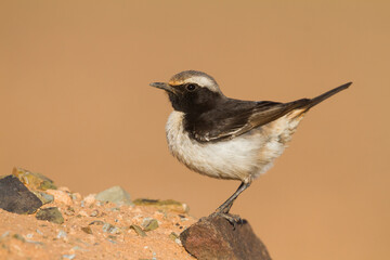 Roodstuittapuit, Red-rumped Wheatear, Oenanthe moesta moesta