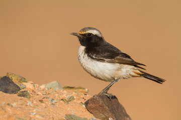 Roodstuittapuit, Red-rumped Wheatear, Oenanthe moesta moesta
