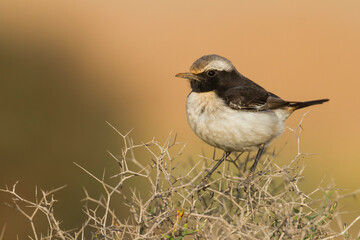 Roodstuittapuit, Red-rumped Wheatear, Oenanthe moesta moesta