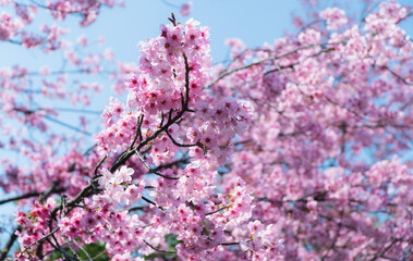 東京の桜