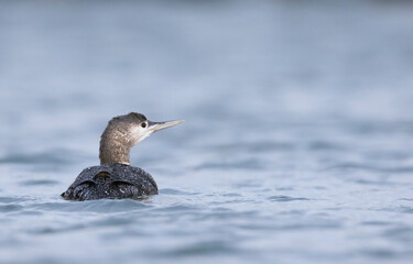Roodkeelduiker, Red-throated Diver, Gavia stellata