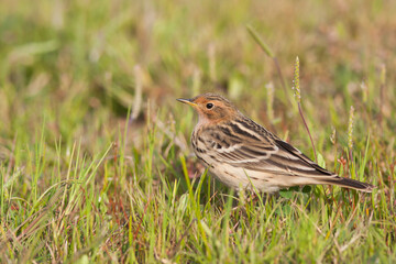 Roodkeelpieper, Red-throated Pipit, Anthus cervinus