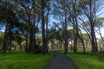 forest landscape with long wooden boardwalk leading through the middle of it