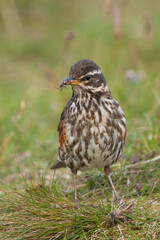 Redwing, Koperwiek, Turdus iliacus ssp. coburni