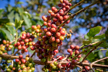Coffee tree with ripe berries on farm at north of Thailand.