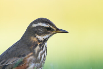 Koperwiek, Redwing, Turdus iliacus iliacus