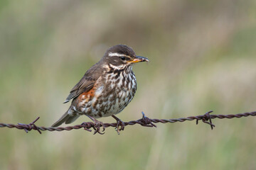 Redwing, Koperwiek, Turdus iliacus ssp. coburni