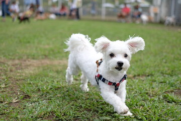 Maltese, マルチーズ
