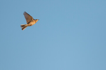Grote Pieper, Richard's Pipit, Anthus richardi richardi