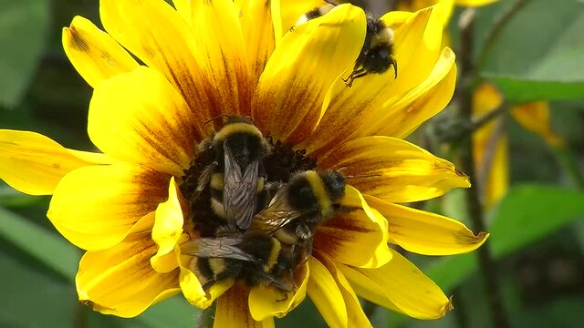 Am k&uuml;hlen Morgen sind die Hummeln auf der Sonnenblume noch starr (Makro)